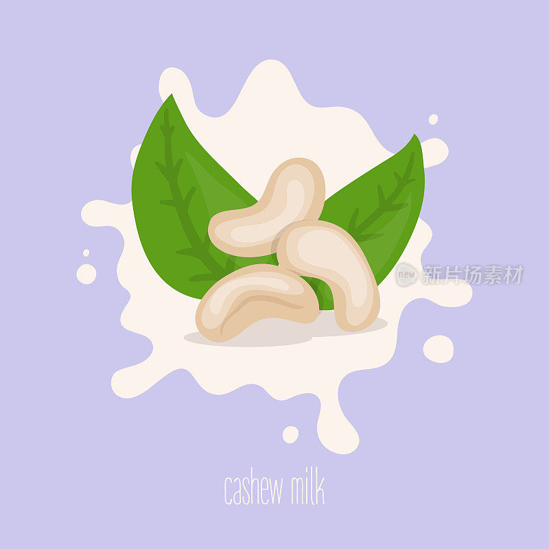 Cashew milk. Cashew nut on a milk splash. Vector illustration.